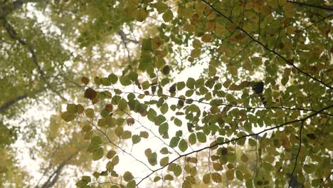 drone glides over autumn forest with colorful leaves and peaceful atmosphere.
