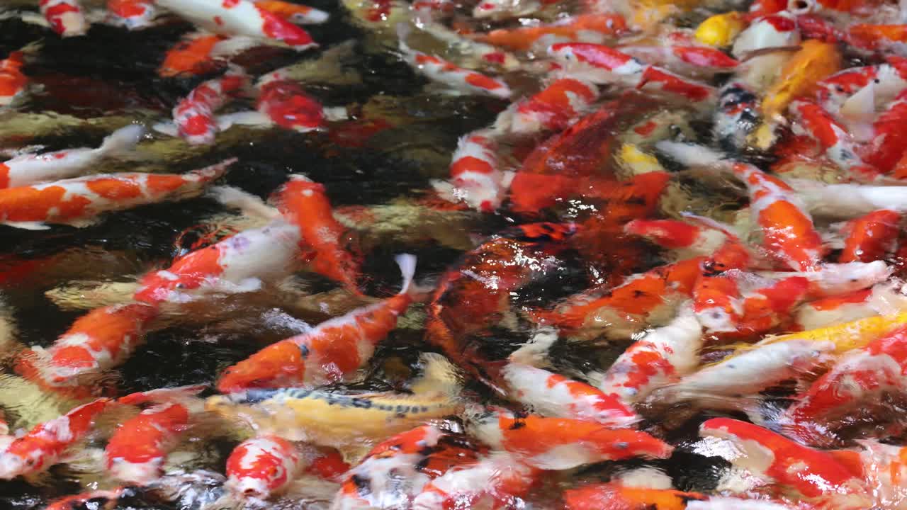 un enjambre de peces koi coloridos en busca de alimento en el agua
