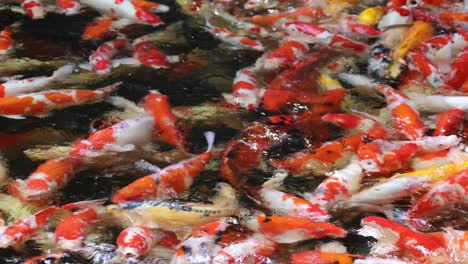 colorful koi fish swarm for food in water