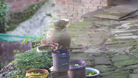 a group of sparrows came to the farmhouse to take a bath