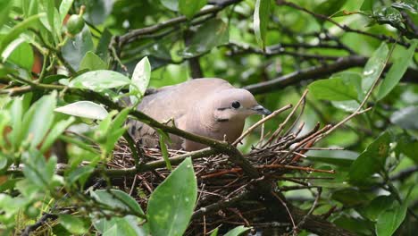 female eared dove incubating eggs and protecting the nest