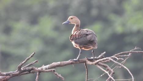 whistling duck fhilling in pond uhd mp4 4k video .