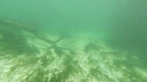 paisaje de primavera de río de lago de agua dulce submarino con reflejos de hierba y algas y rayos de sol piernas de nadadores y snorkeling en florida ichetucknee río peces y caimanes-5