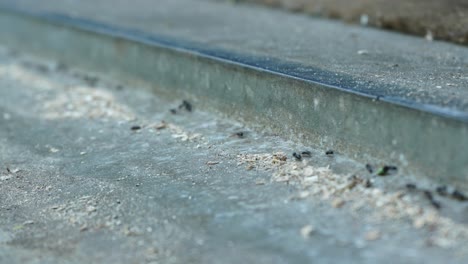 Timelapse-of-ants-marching-in-straight-line-on-concrete-in-the-netherlands