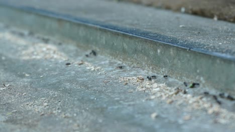 timelapse of ants marching in straight line on concrete in the netherlands