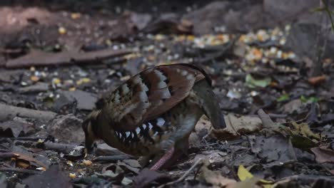 Feeding-on-the-ground-in-the-forest,-Bar-backed-Partridge-Arborophila-brunneopectus,-Thailand