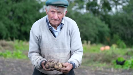 a farmer shows his crop of organic potatoes on the floor an old farmer shows his organic vegetables senior male farmer standing in the field and holding freshly harvested potatoes