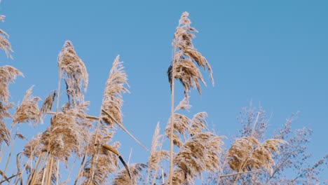 Hierba-Suavemente-Movida-Por-El-Viento-Frío-Del-Invierno,-Vista-De-Cerca