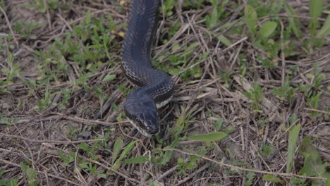 ontario canada snakes black rat snake in the grass