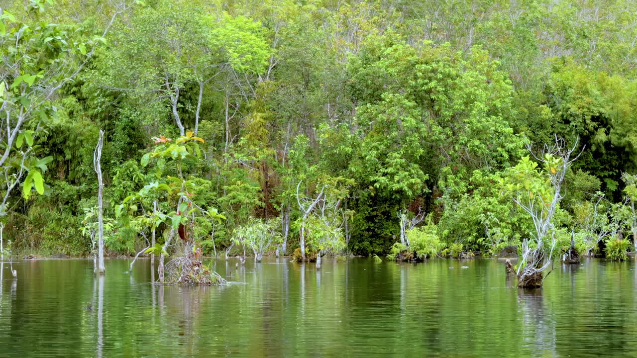 Dense green foliage mirrored on serene water, showcasing vibrant natural beauty and tranquility.