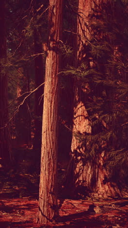 el majestuoso bosque de sequoias al atardecer