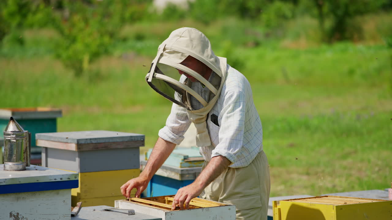 Careful examination of frames at bee farm. Apiculturist looking over the wax frames in the beehive. Blurred green backdrop.