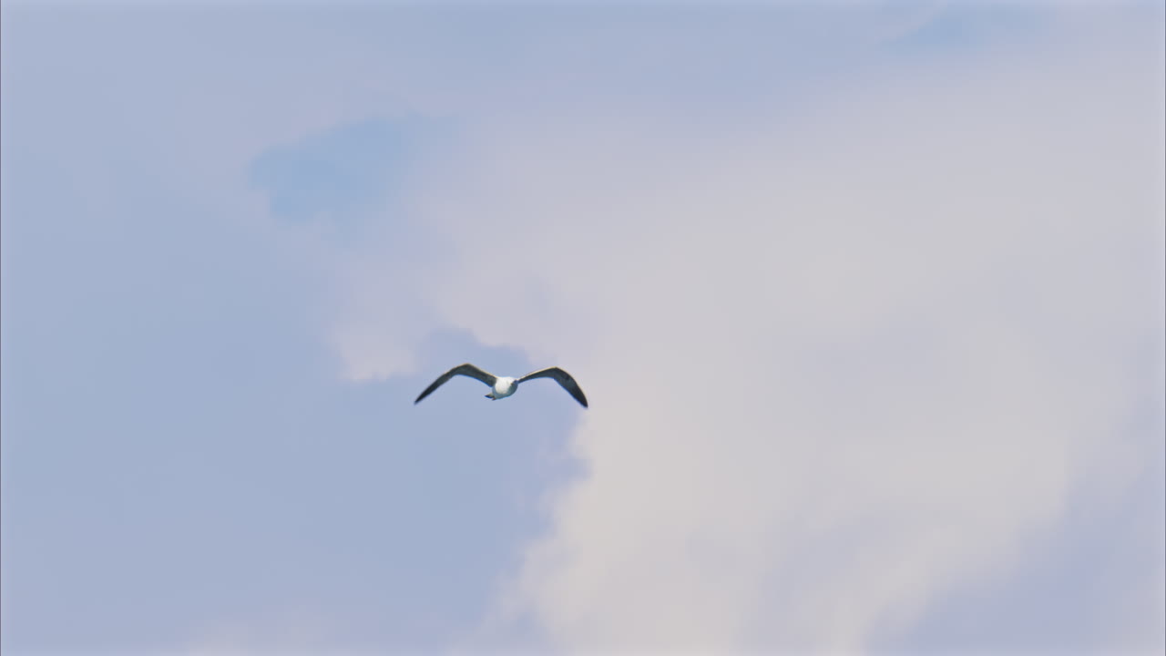 View of a seagull flying on the cloudy sky at sunset