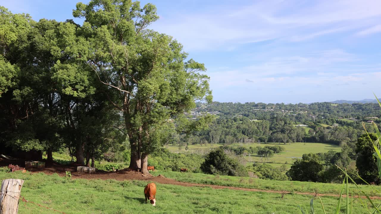 Uma vaca se move tranquilamente em um campo exuberante