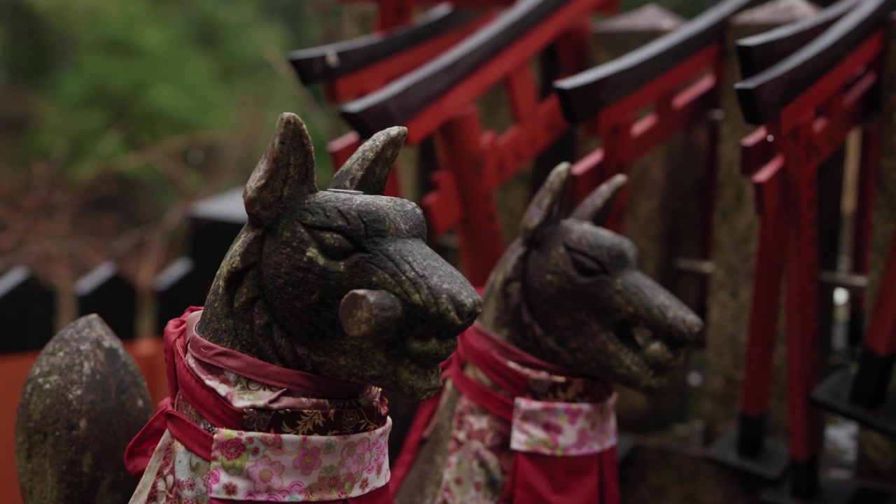 Väderbitna kitsune-rävstatyer i röda haklappar framför torii-portar i Japan