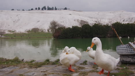 Patos-Lavándose-En-Pamukkale,-Cerca-De-Hierápolis.