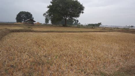 Walking-by-a-dry-rice-patty-slowly