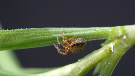 little red garden spider on a branch with raindrops falling during daytime - close up