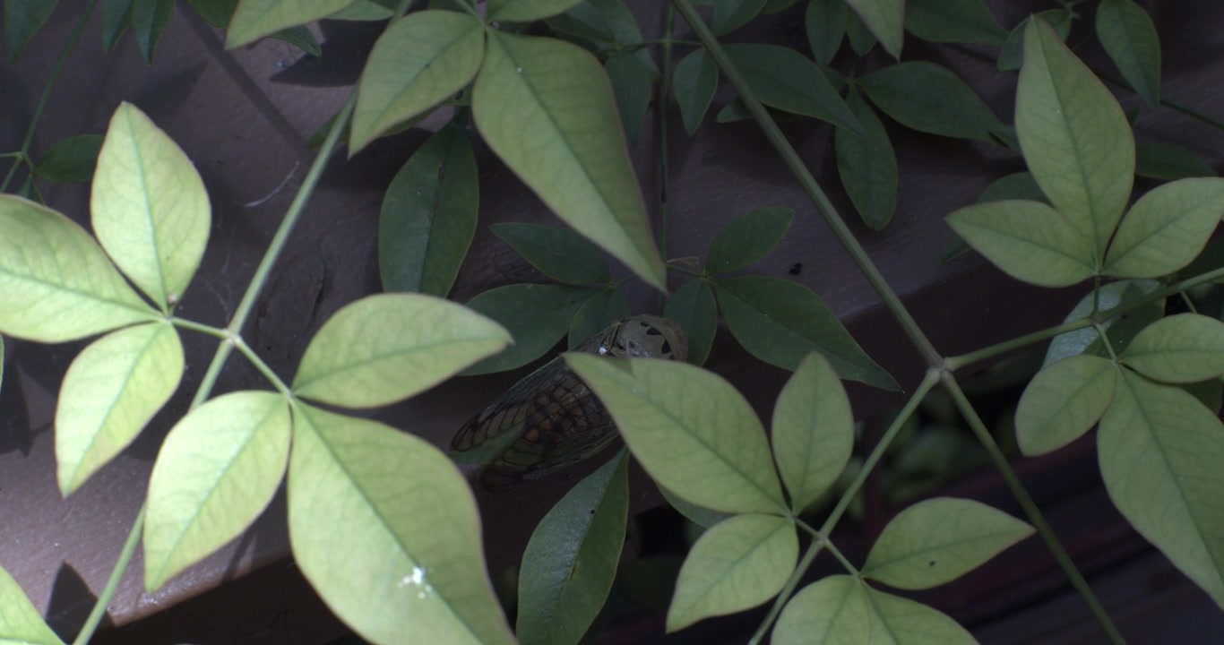 Una cicala si aggrappa silenziosamente a un ramo del giardino mentre foglie verdi sovrapposte riempiono l'inquadratura in una luce diurna soffusa e fioca.
