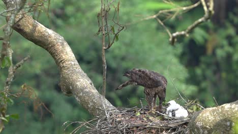 un gran águila halcón javan está enseñando a sus crías cómo comer carne