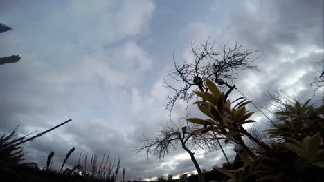 lapso de tiempo de flores y manzanos sin hojas