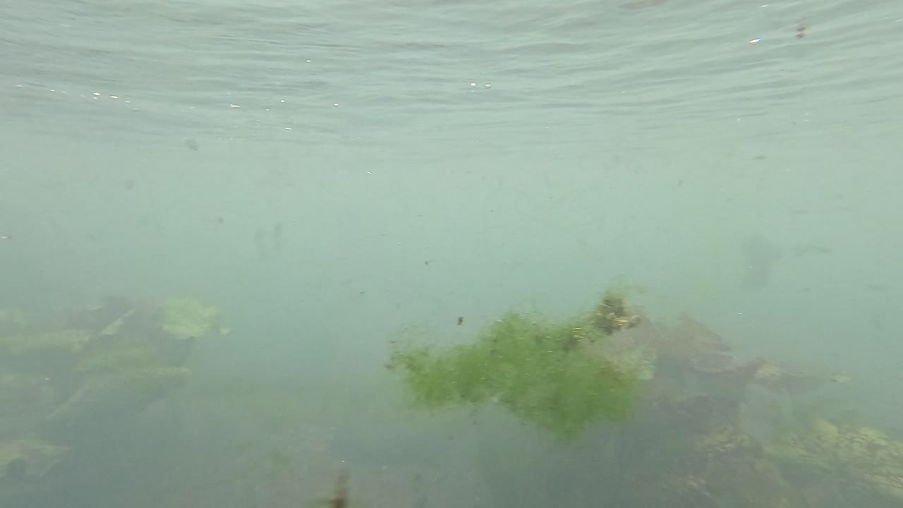 Underwater Scenery with Algae