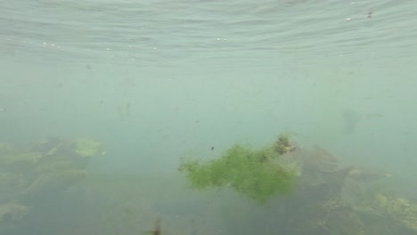 underwater scenery with algae