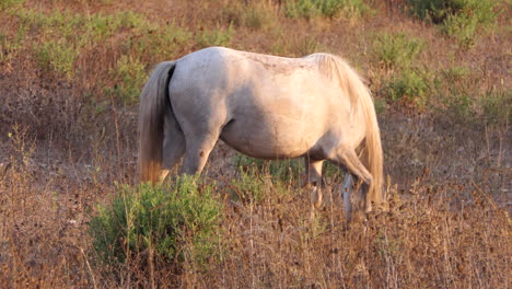 detail of a white pure spanish horse feeding on dry pasture at golden hour