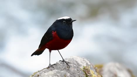 el colirrojo de cabeza blanca es conocido por su hermosa corona blanca, alas de color azul oscuro negruzco y marrón debajo de las plumas y su cola comienza con rojo