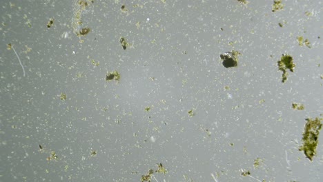 Organismos-Unicelulares-Y-Algas-Bajo-Microscopio-De-Aumento-Muestra-De-Agua-Dulce