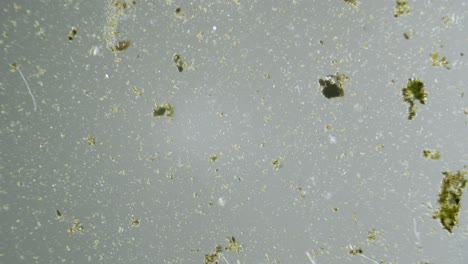 organismos unicelulares y algas bajo microscopio de aumento muestra de agua dulce