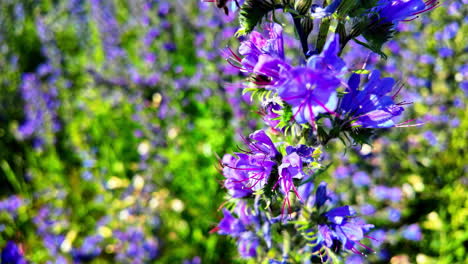 vibrant scene of purple flower viper's bugloss with bee gathering nectar