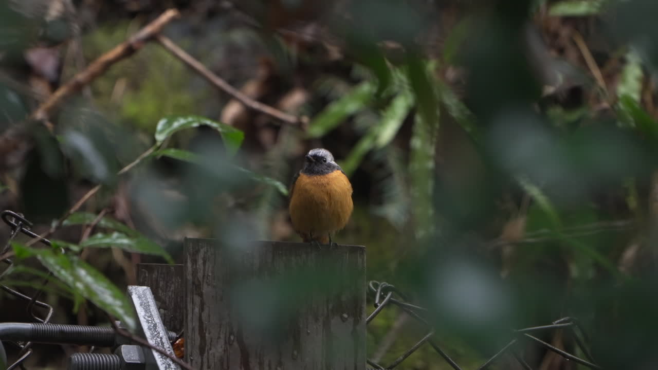 colorido macho daurian redstart donde se posan sobre un bloque de madera rodeado de plantas silvestres