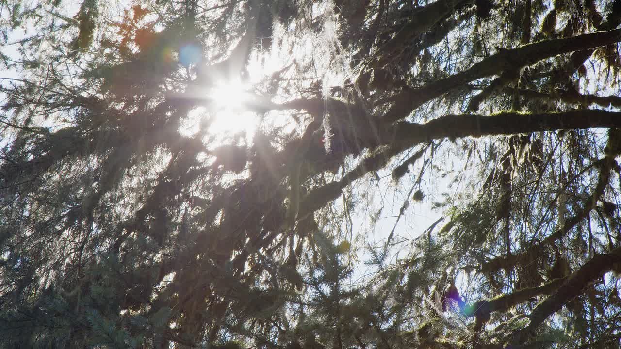 солнечные лучи проходят через ветви мохового зрелого хвойного дерева на побережье