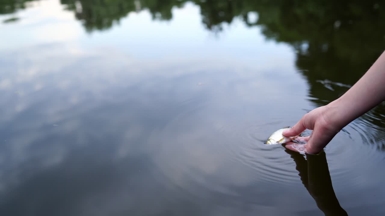 Fish in hands and water. Close up of woman hand playing with small fish in water