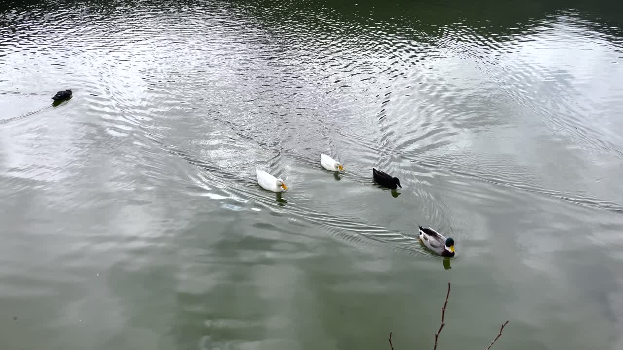 cinco patos flotando en el agua gris al aire libre