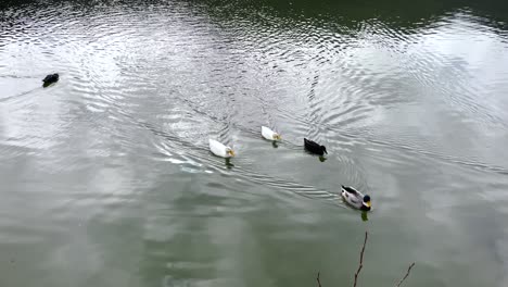 Five-ducks-floating-in-grey-water-outdoors