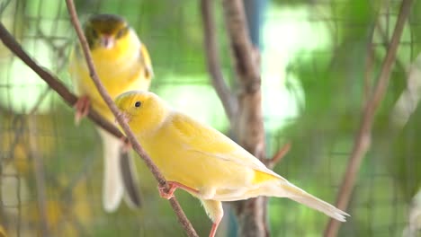 Canary-bird-inside-cage-perch-on-sticks-and-wires