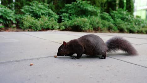 Süßes-Schwarzes-Eichhörnchen,-Das-Nüsse-Im-Hinterhof-Isst