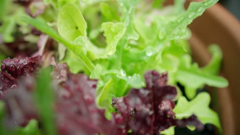 lettuce leaves close up 2