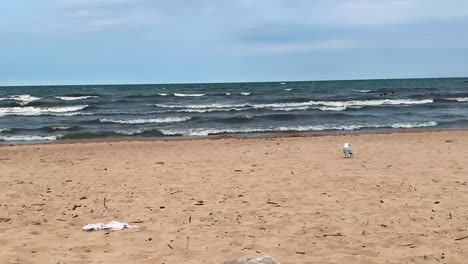 sea birds seagulls on the shore of ocean-sea