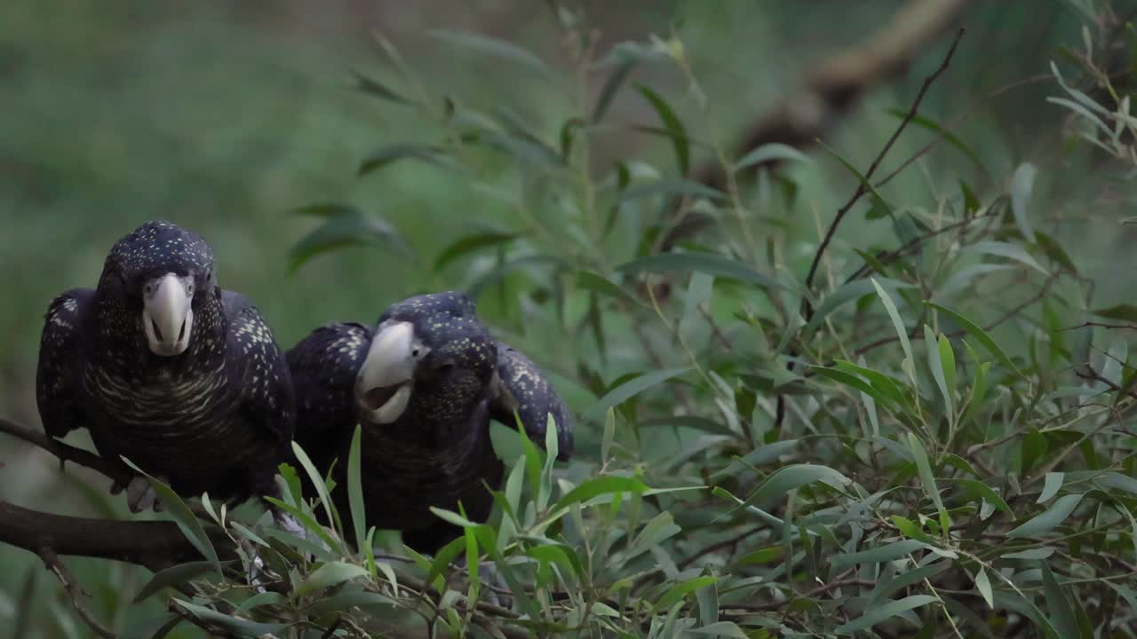 dos cacatúas posadas e interactuando en una rama