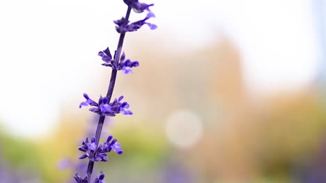 close-up of salvia farinacea flower in melbourne