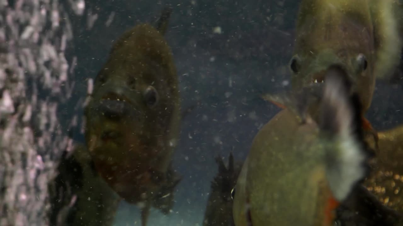 Scary looking piranhas swimming in a group for predatory defense, natural behavior in captivity