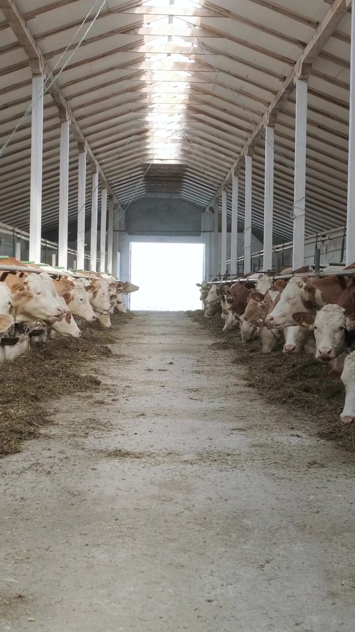 Vaches mangeant du foin dans une étable moderne de ferme laitière
