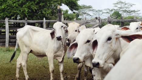 Cows-running-away-from-the-farmyard-4K-Cattle