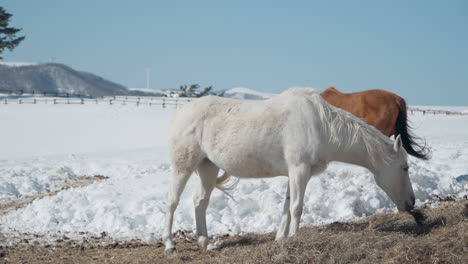 white and brown horses grazing dry hay in snow-capped farmland of daegwallyeong sky ranch in winter