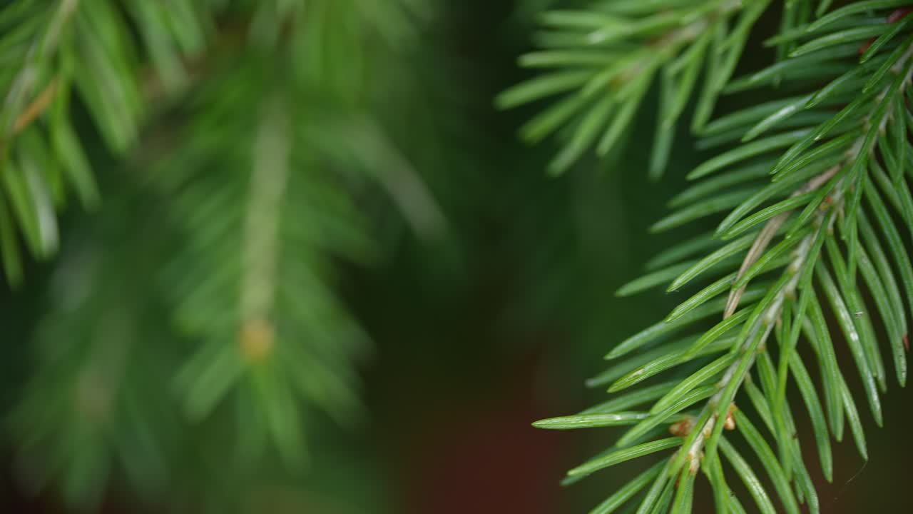 Close-Up: Pine Needle Swaying, Breeze-Touched