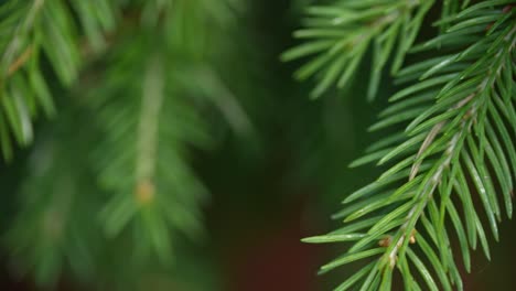 close-up: pine needle swaying, breeze-touched