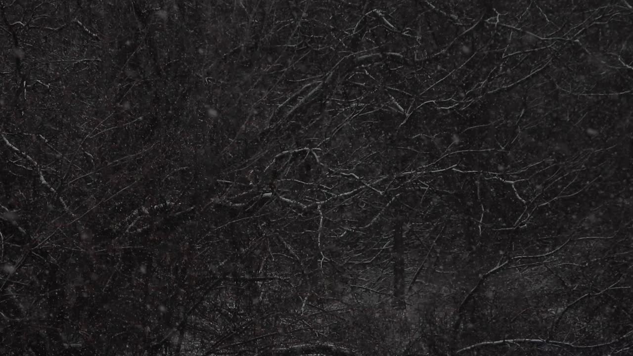 toma estática de copos de nieve acumulándose en las ramas de los árboles por la noche
